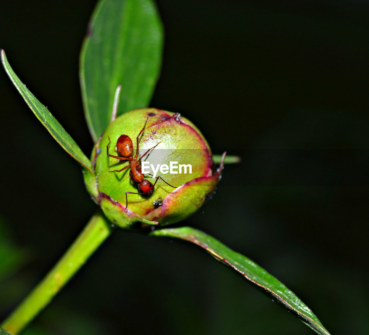 Close-up of insect on plant