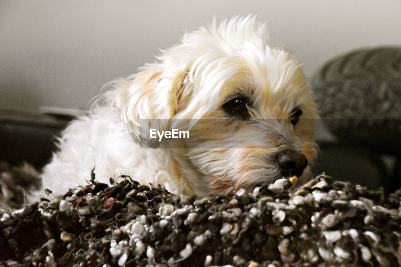 Close-up of little white dog at home on blanket