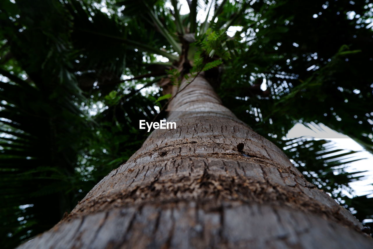 LOW ANGLE VIEW OF TREES