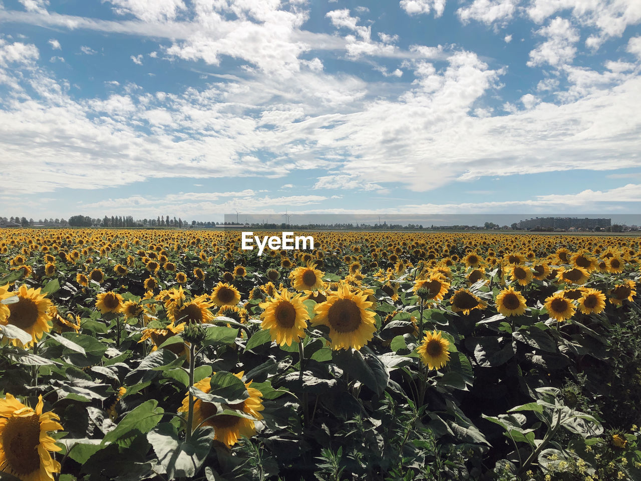 SUNFLOWERS IN FIELD AGAINST CLOUDY SKY