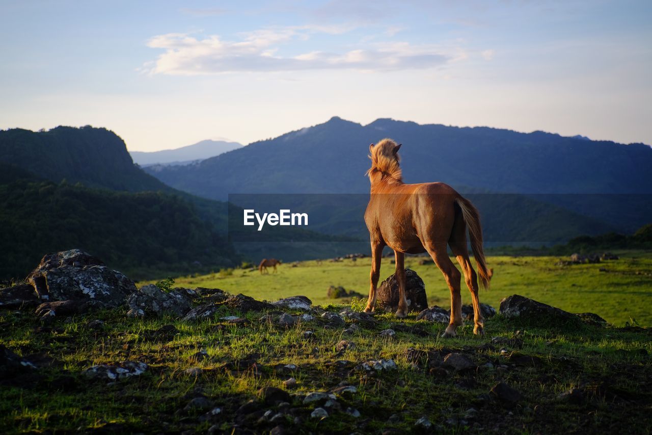 Horses in a valley