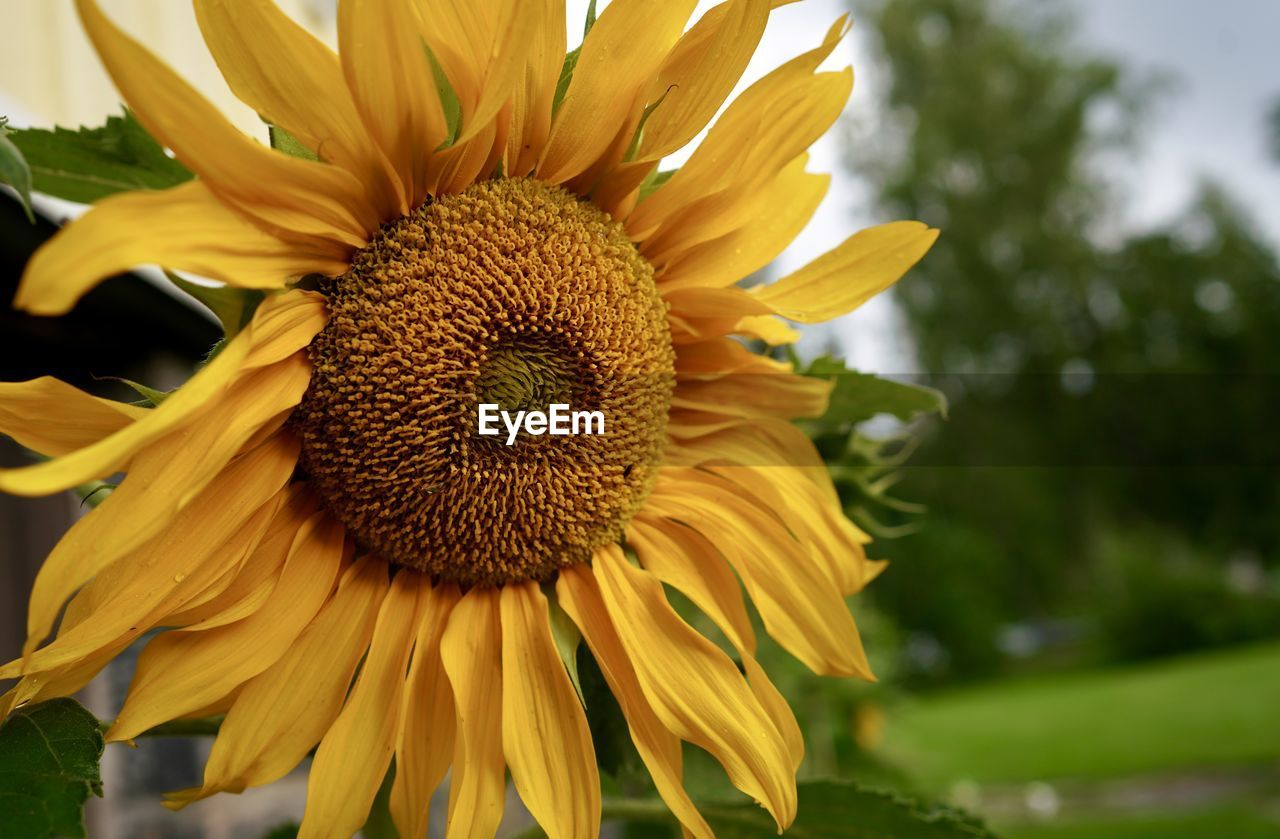 Close-up of sunflower