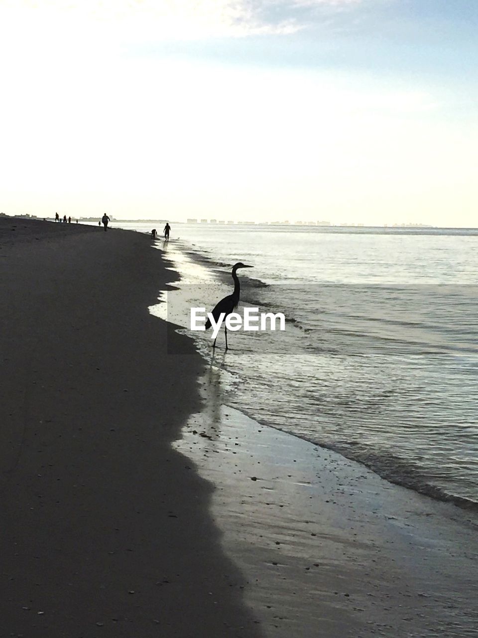 BIRDS ON THE BEACH