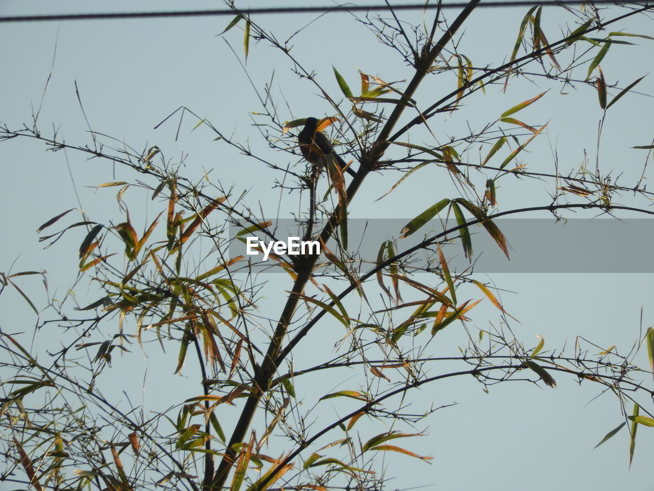 LOW ANGLE VIEW OF BIRD PERCHING ON BRANCH AGAINST CLEAR SKY