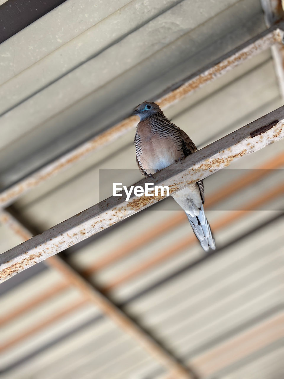 CLOSE-UP OF A BIRD PERCHING ON ROOF