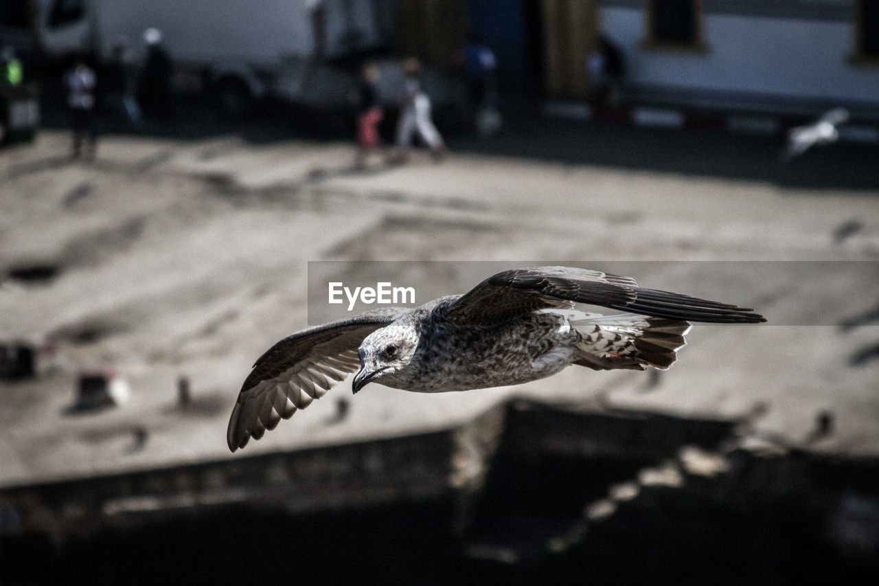 Seagull flying against harbor