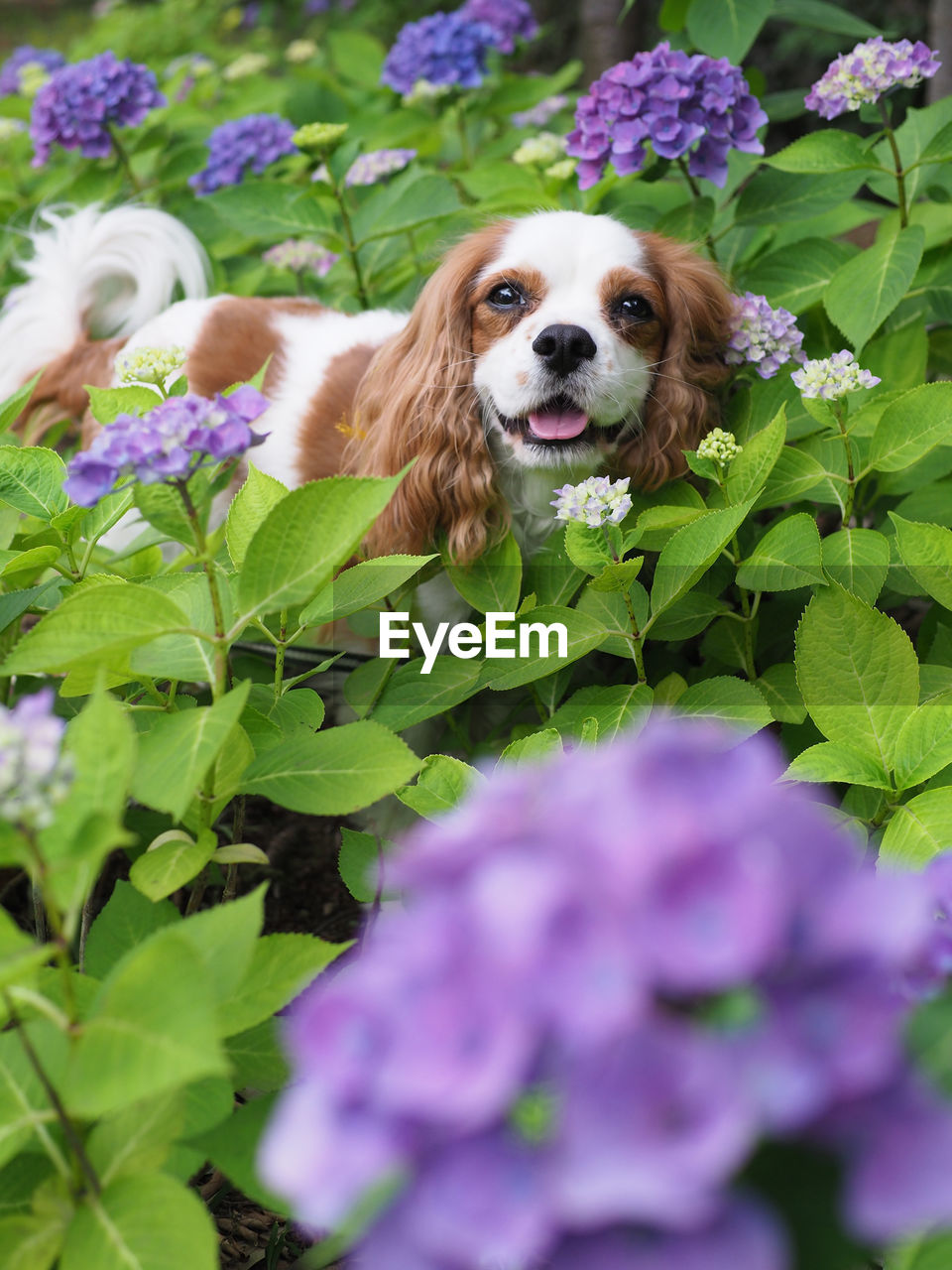 PORTRAIT OF A DOG ON PURPLE FLOWERING PLANT