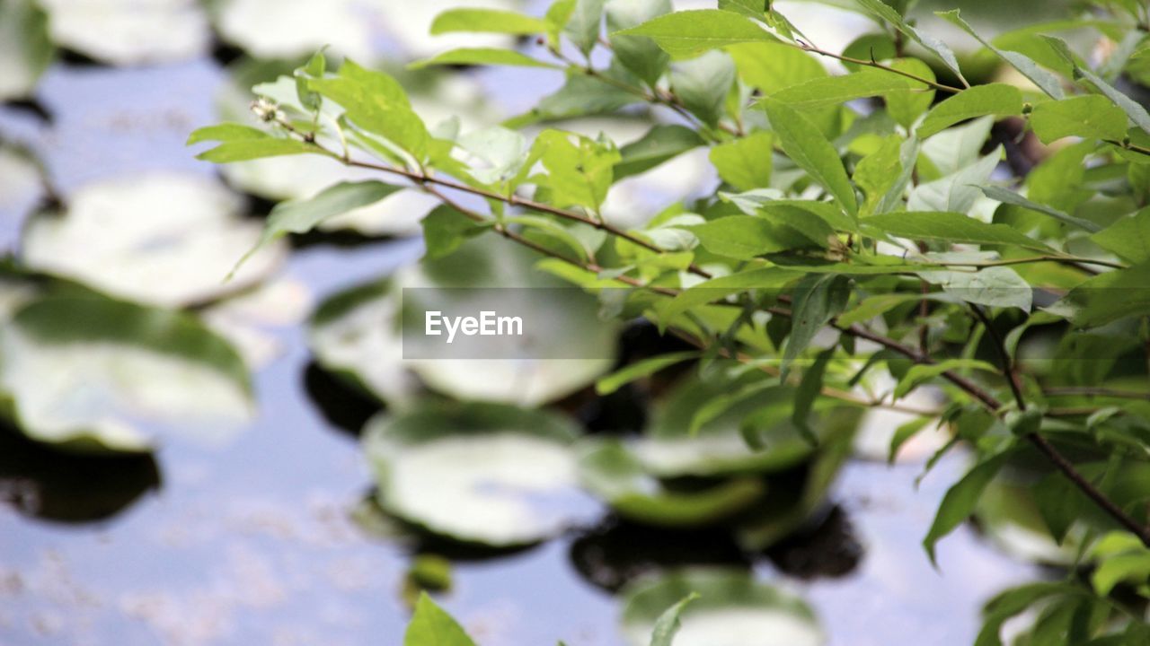 Close-up of green leaves on plant