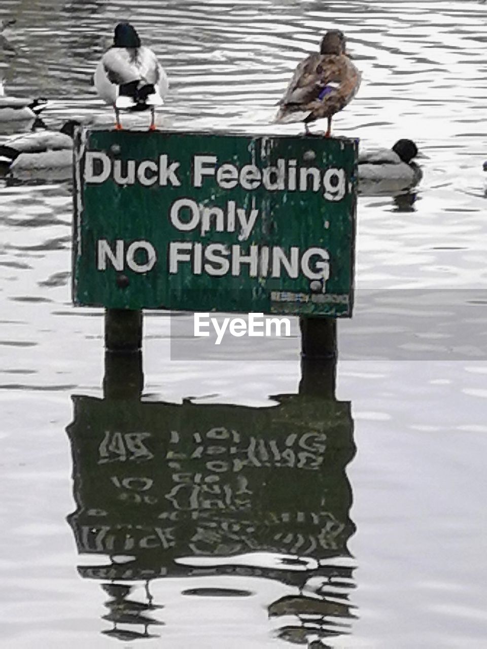 VIEW OF BIRDS PERCHING ON A SIGN