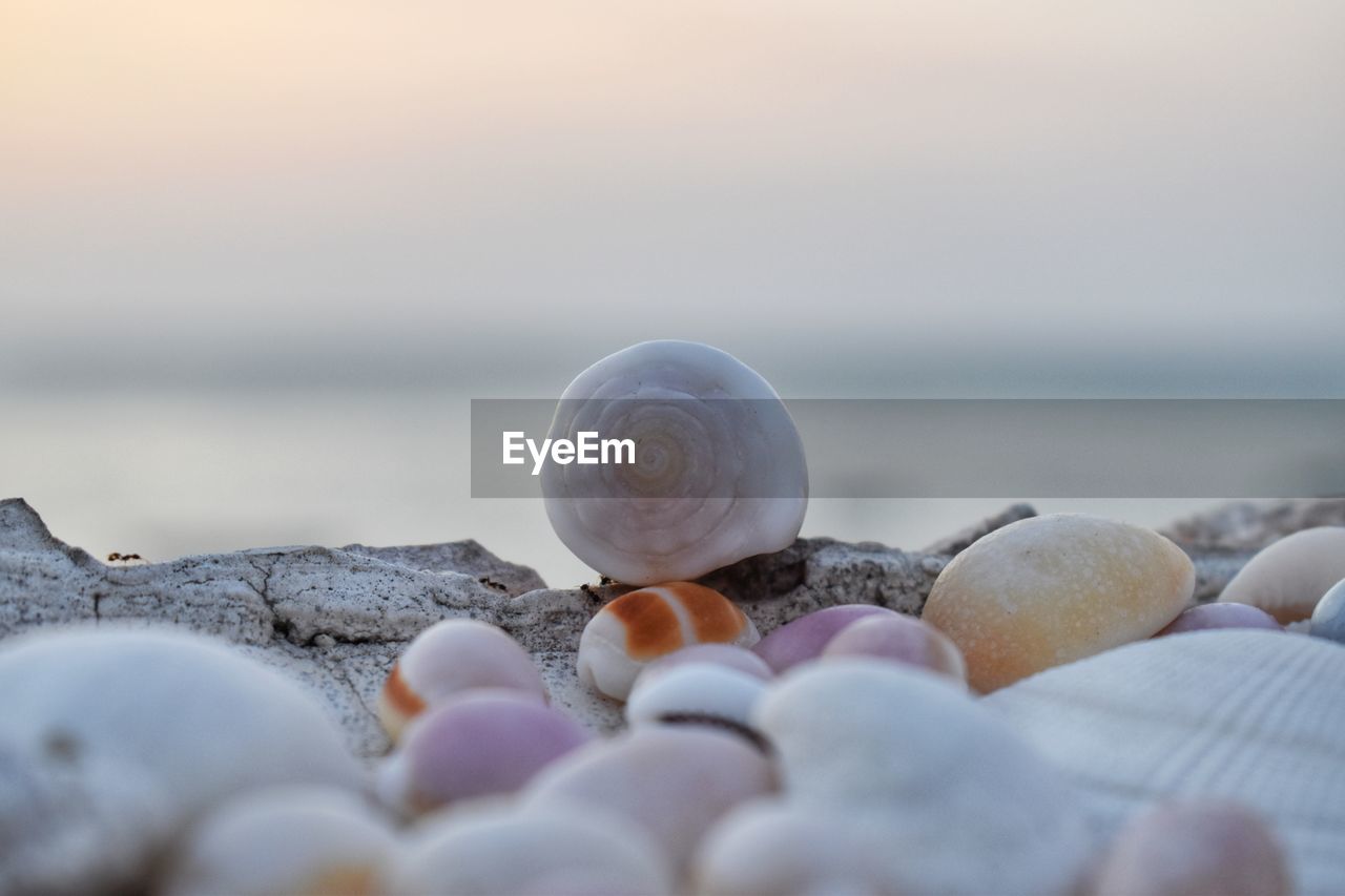 CLOSE-UP OF SEASHELL ON BEACH