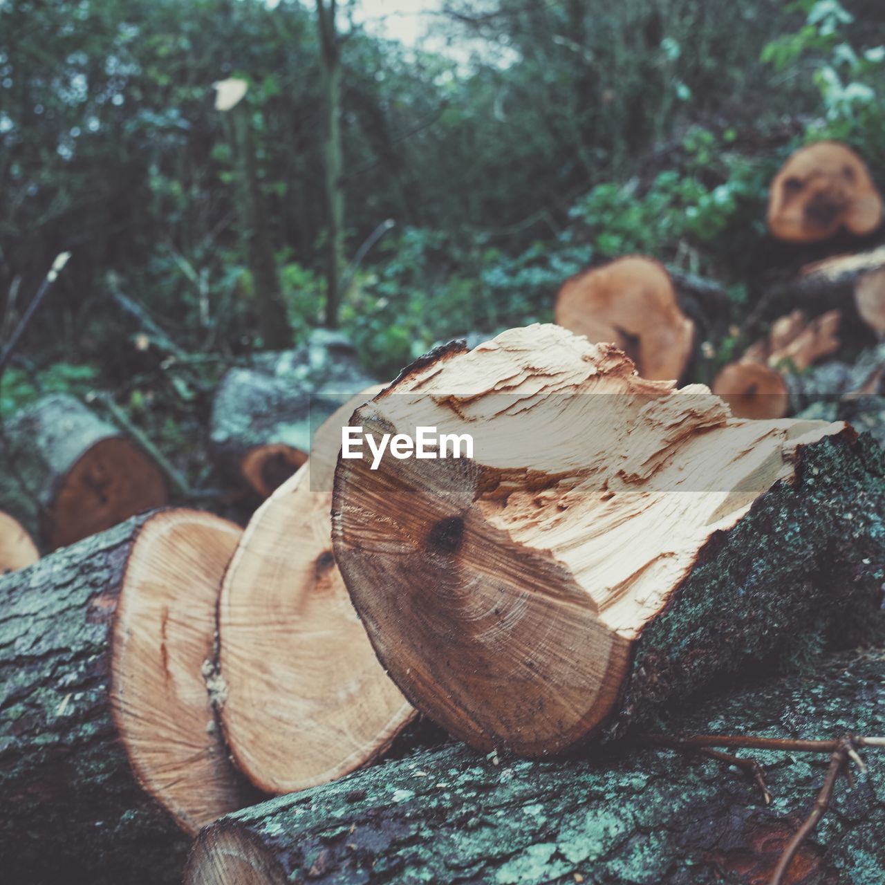 Close-up of logs on landscape