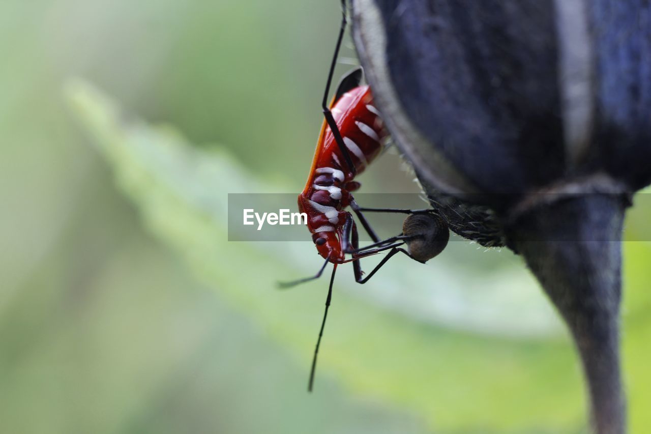 Close-up of insect