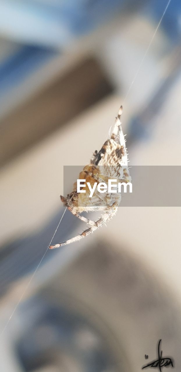 CLOSE-UP OF BUTTERFLY ON THE WALL