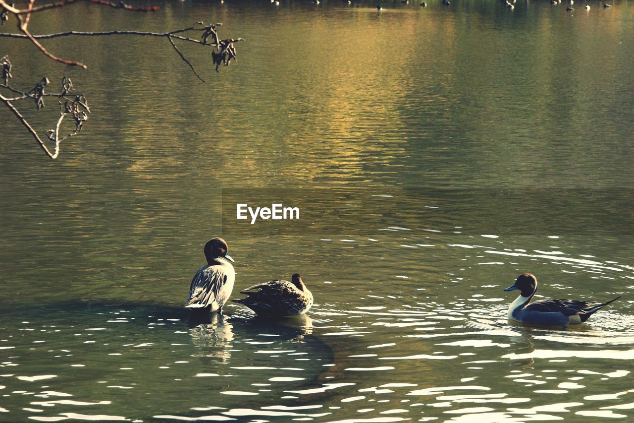 VIEW OF TWO SWANS IN WATER