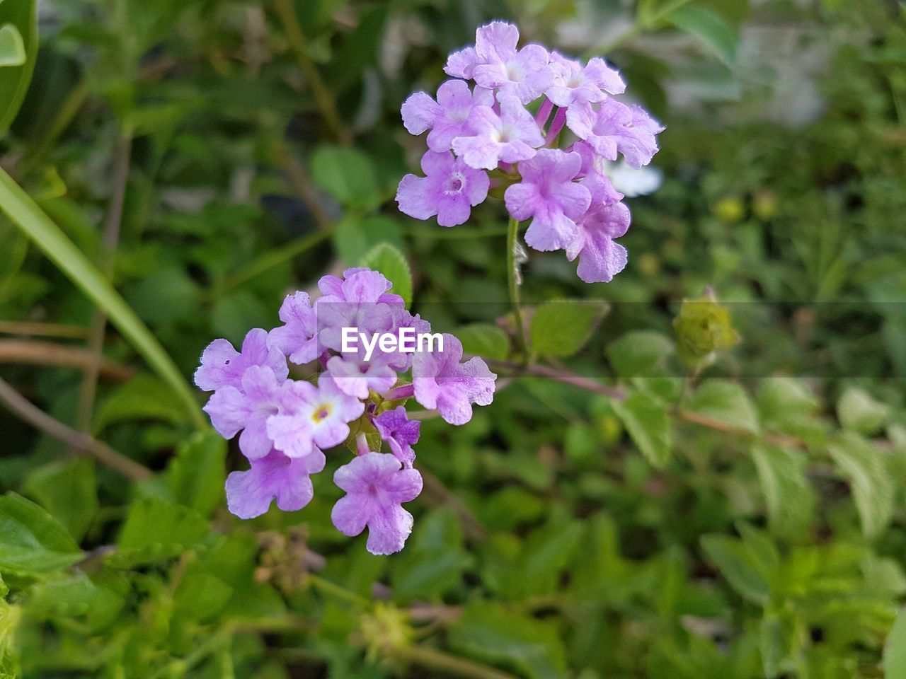 Close-up of verbena blooming on plant