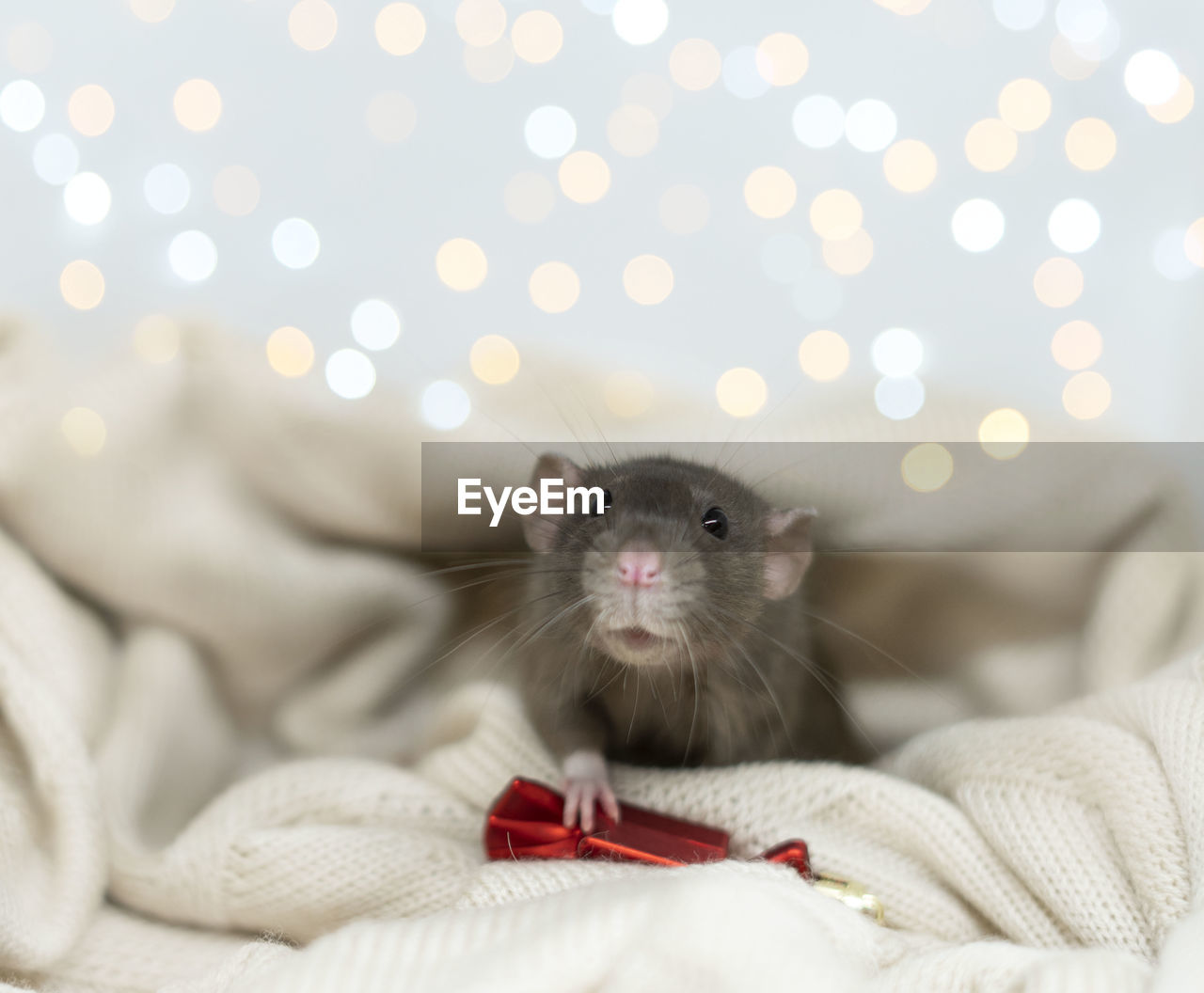 A rat on a blanket with a red toy. blue decorative rat on the background of christmas lights
