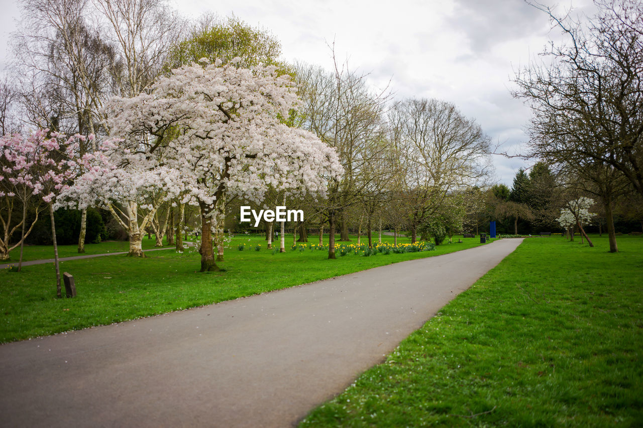 VIEW OF FRESH FLOWER TREES