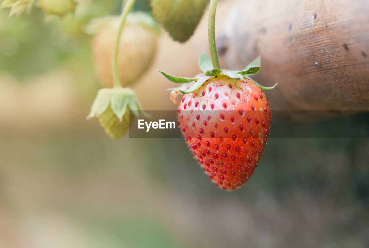 CLOSE-UP OF STRAWBERRY ON BRANCH