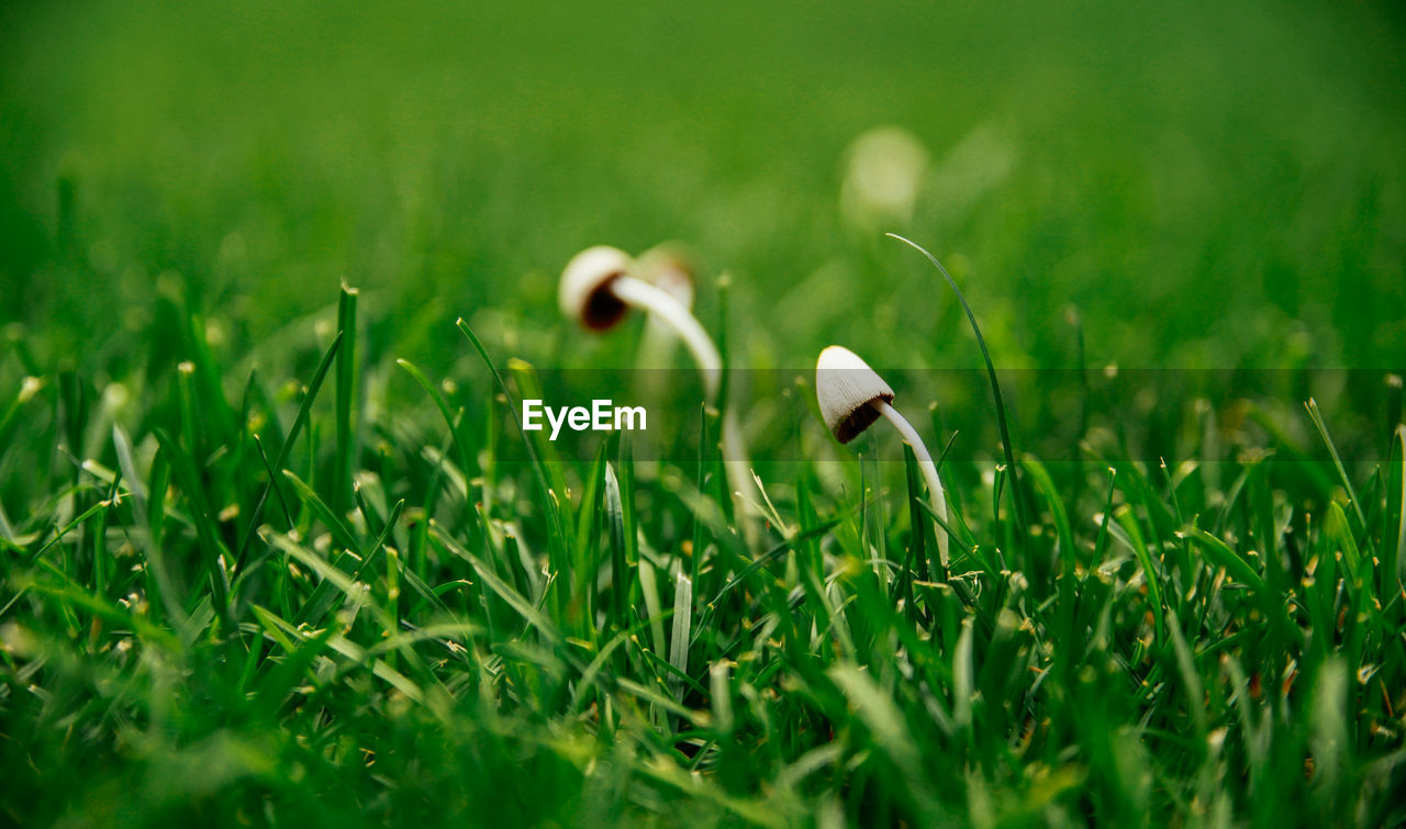 Wild mushrooms and grass growing on field