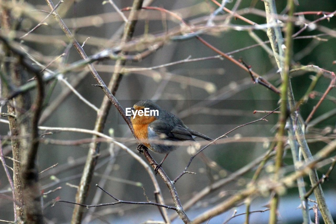 Close-up of robin perching on twig