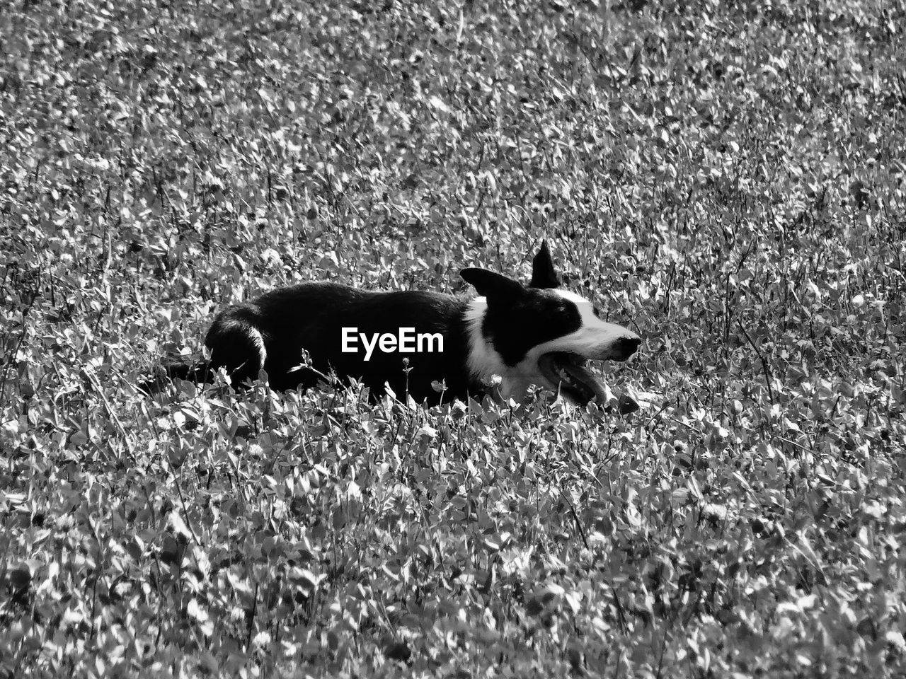 Dog lying on field