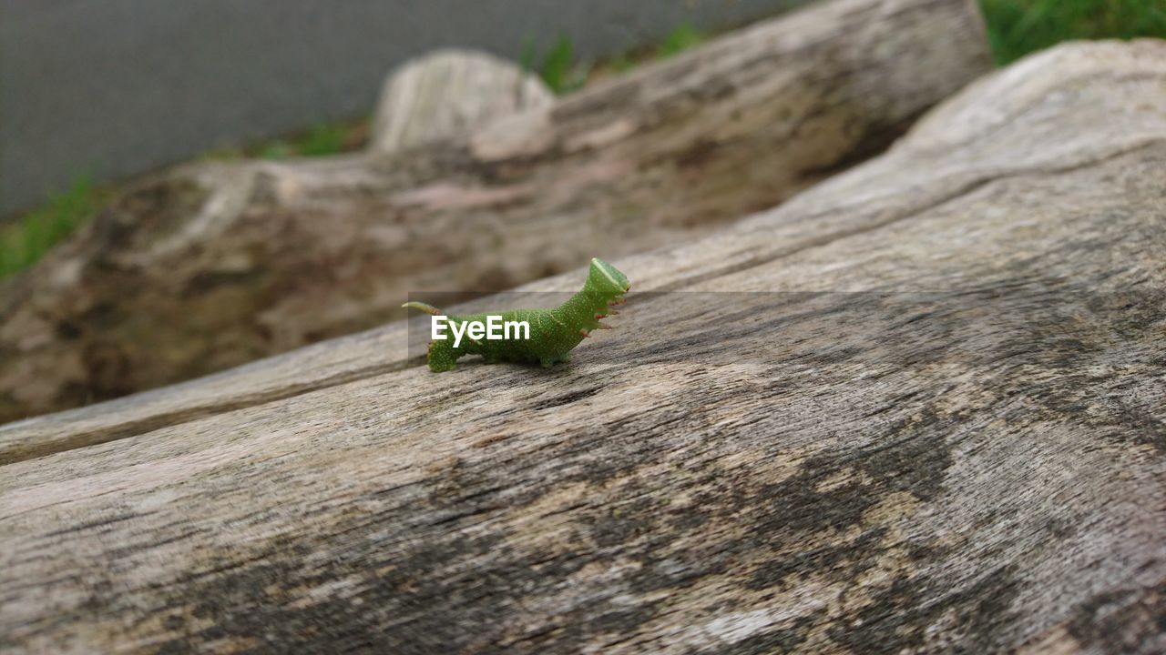 CLOSE-UP OF GREEN INSECT ON WOOD