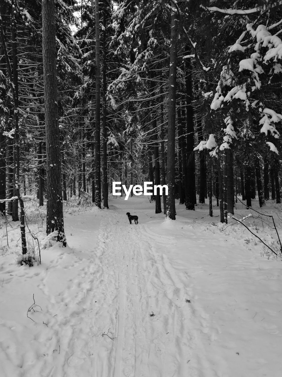 VIEW OF SNOW COVERED ROAD IN FOREST