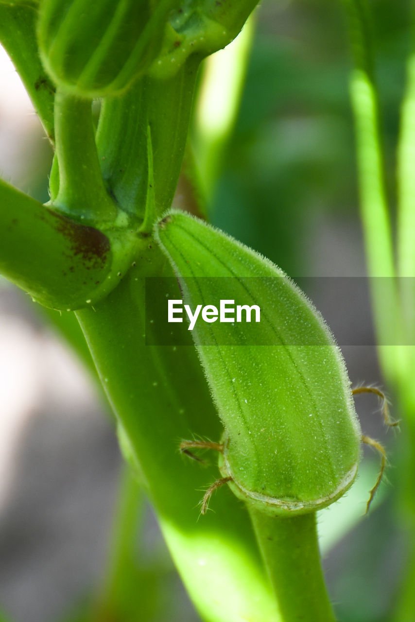 CLOSE-UP OF PLANT