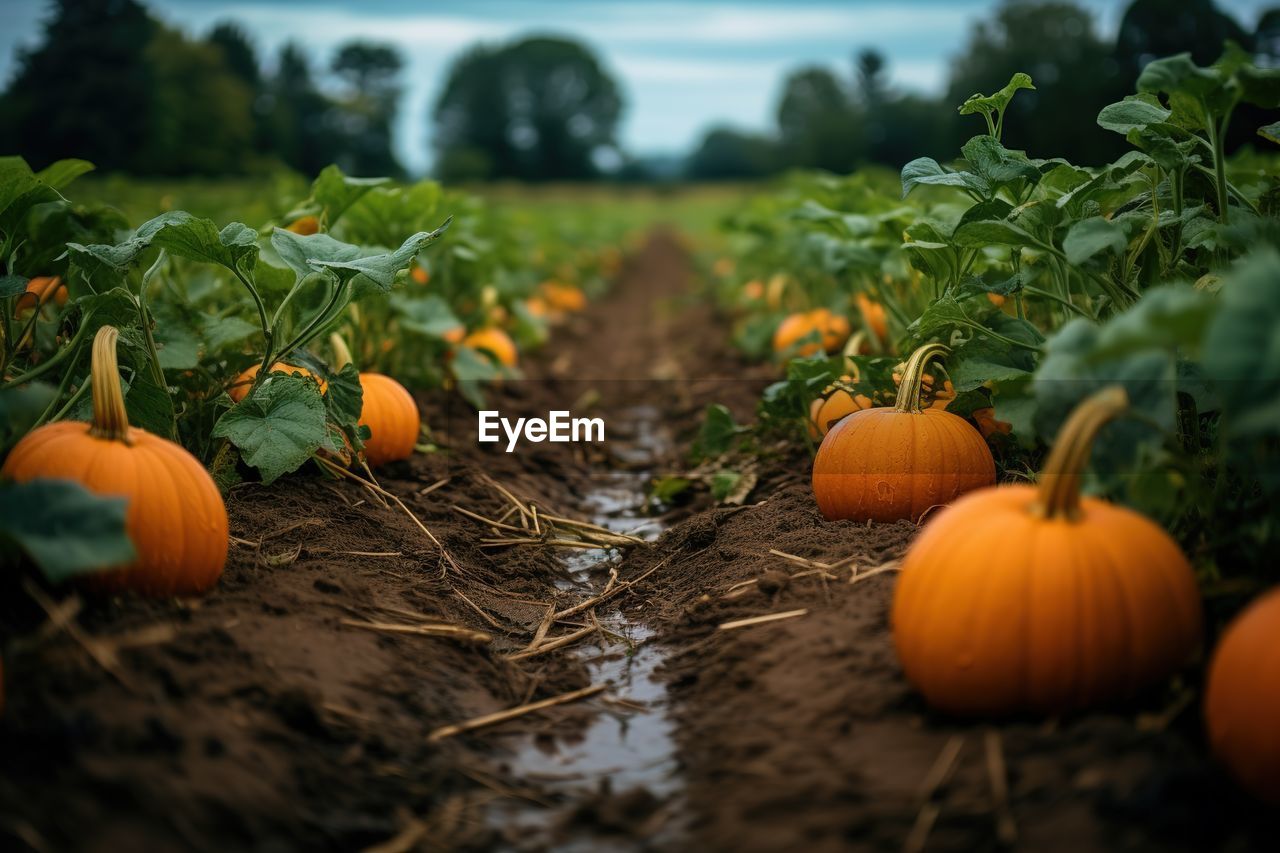 close-up of pumpkins