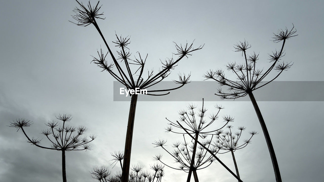 branch, sky, black and white, plant, tree, monochrome, nature, monochrome photography, no people, beauty in nature, silhouette, bare tree, low angle view, twig, outdoors, winter, flower, line, tranquility, cloud, environment, plant stem, scenics - nature