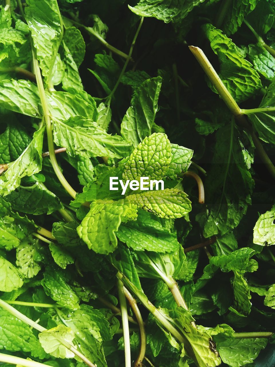 High angle view of fresh green plant