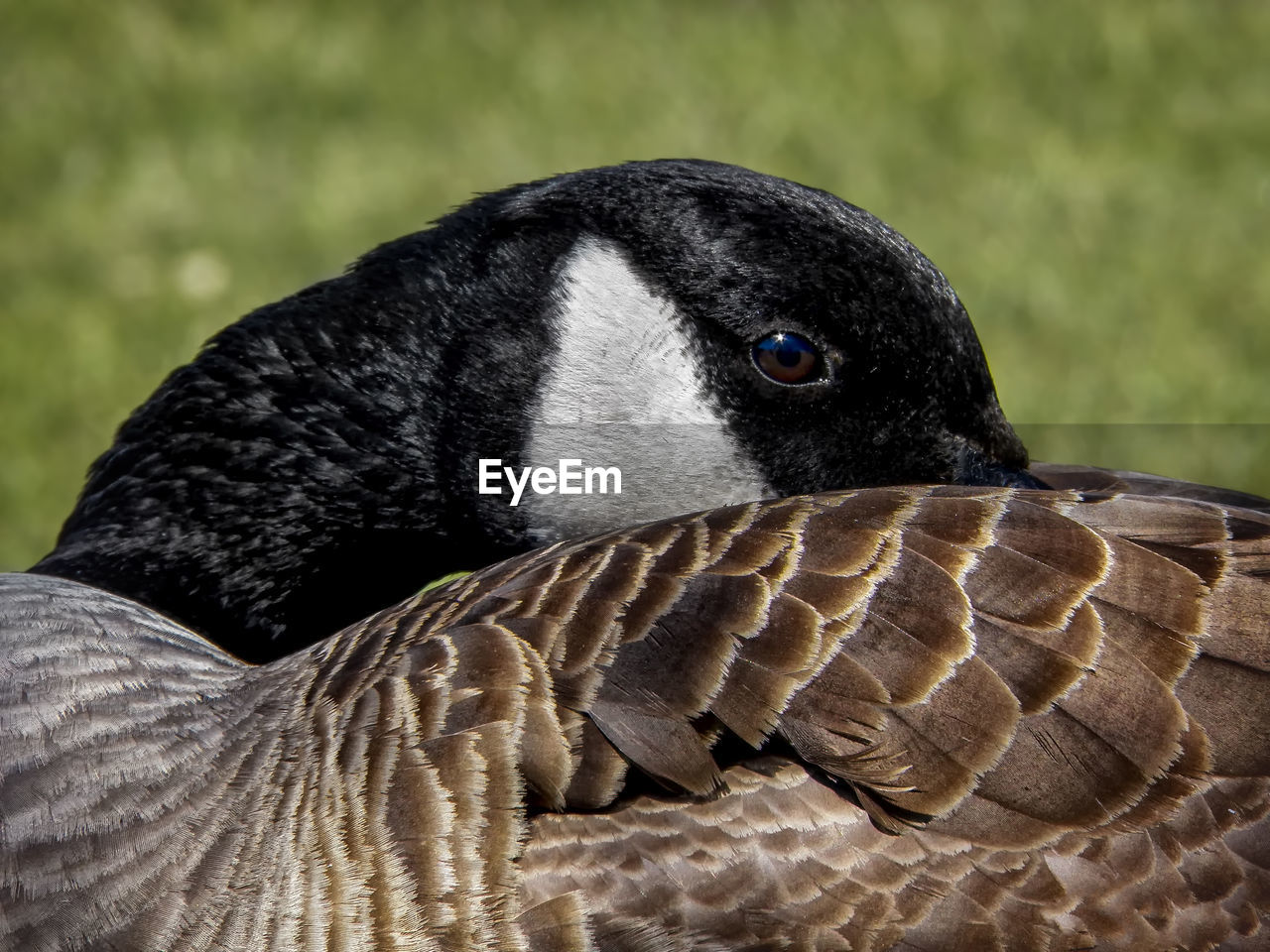 CLOSE-UP OF SWAN ON HEAD