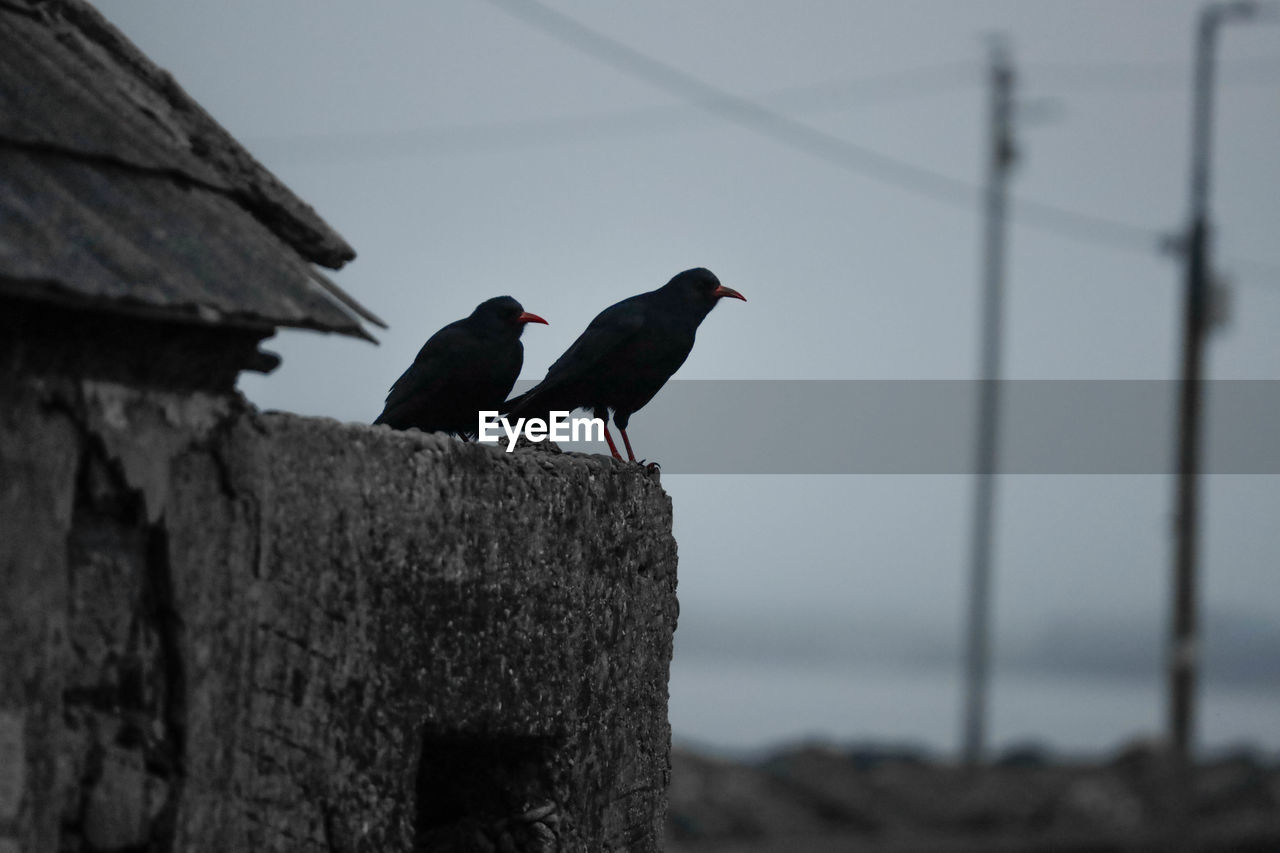 animal themes, bird, animal, animal wildlife, black, wildlife, perching, group of animals, nature, no people, two animals, sky, day, outdoors, raven, architecture, monochrome, crow, focus on foreground