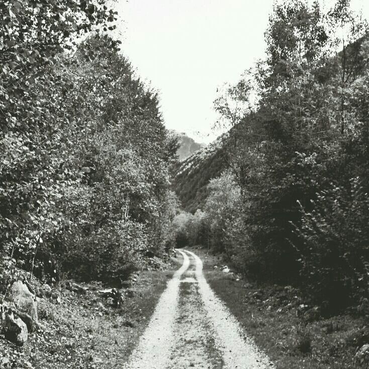 ROAD PASSING THROUGH TREES