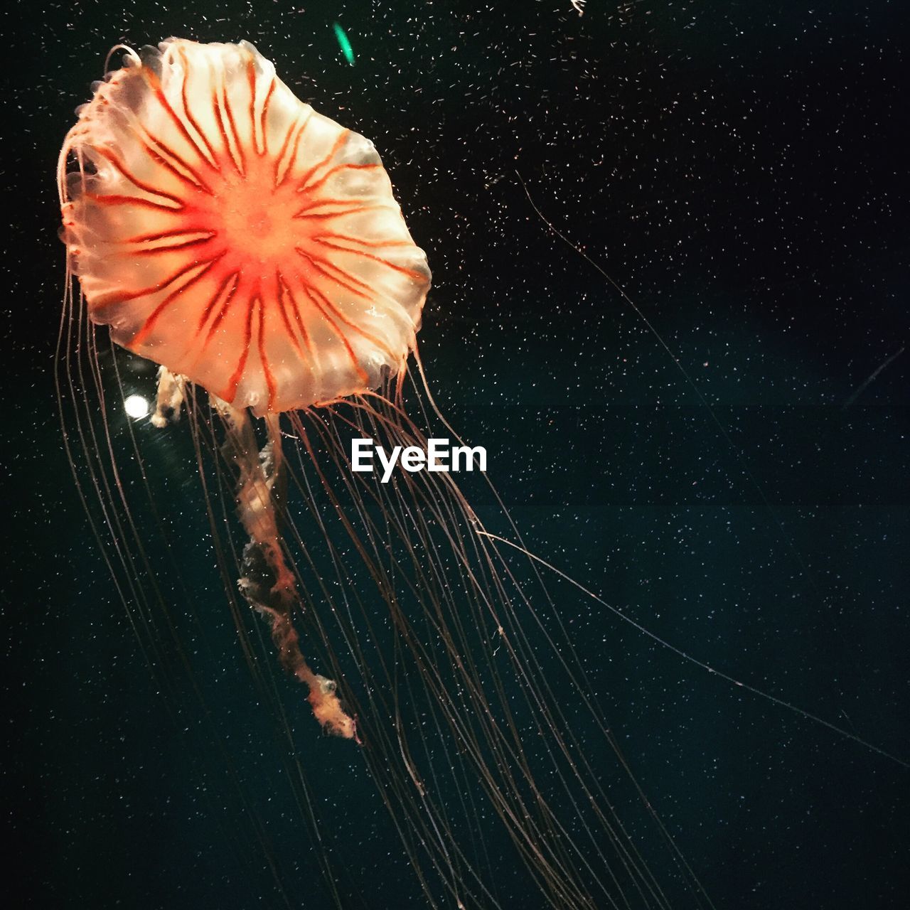 Orange jellyfish swimming in sea life london aquarium