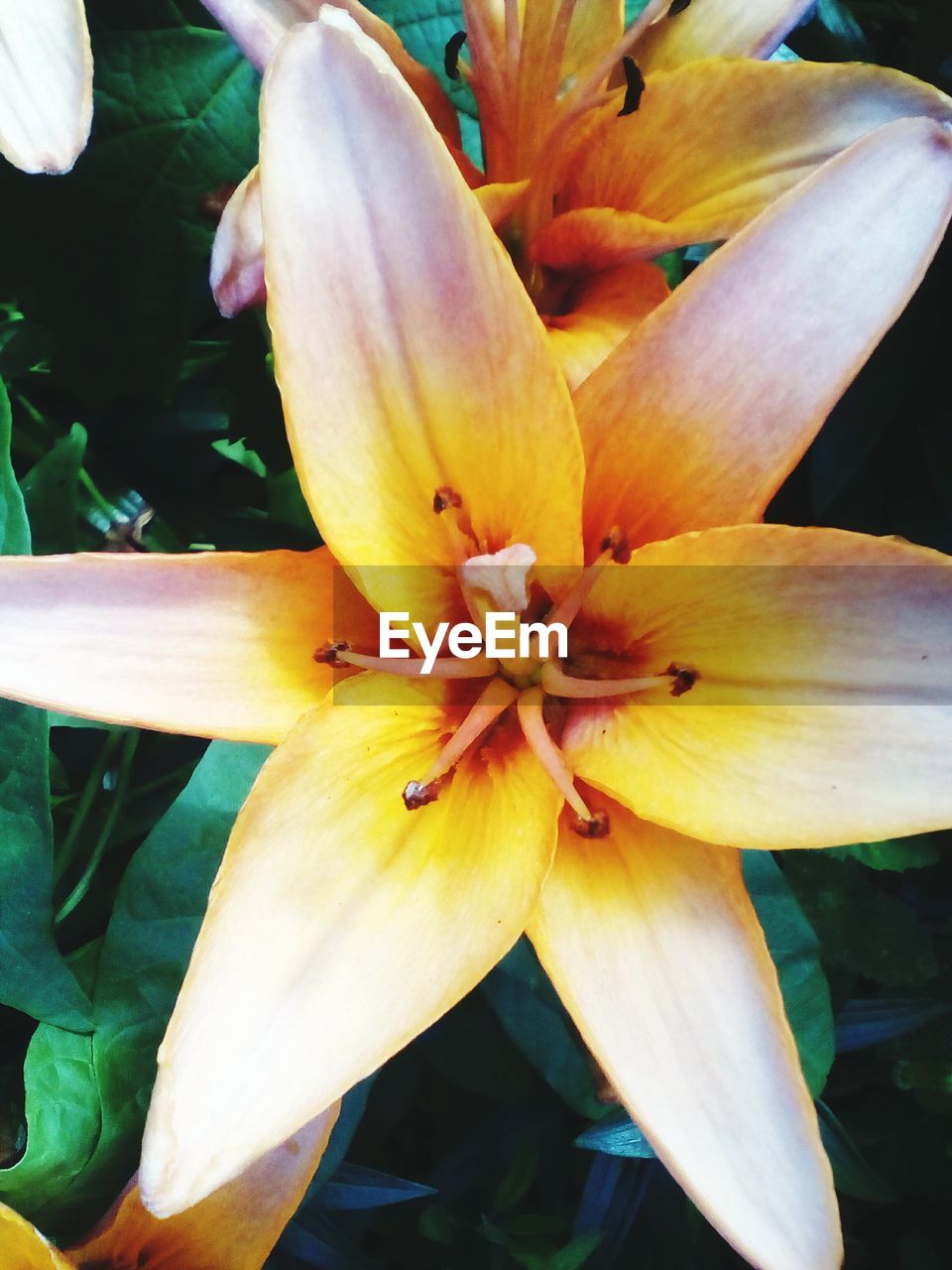 CLOSE-UP OF DAY LILY