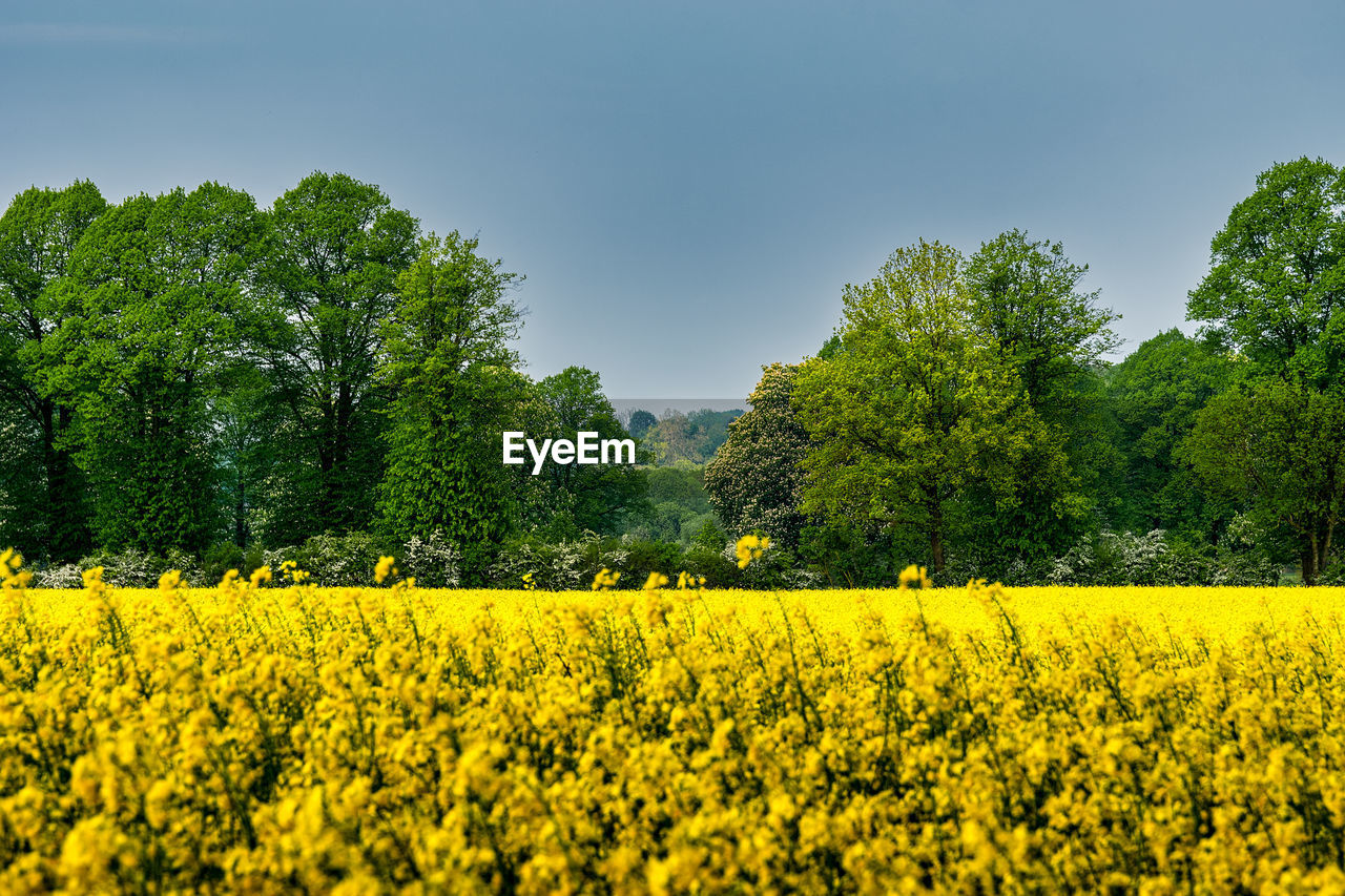 Scenic view of oilseed rape field against sky