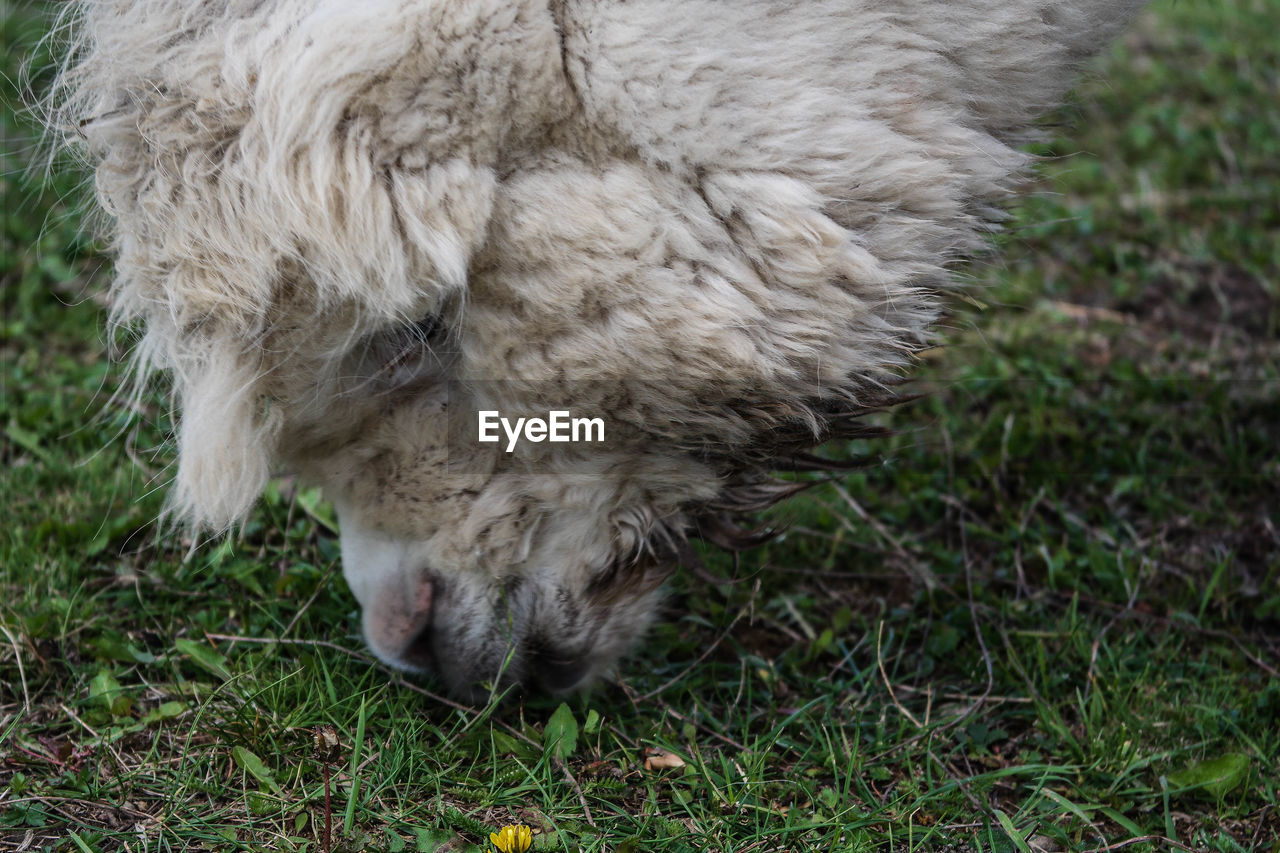 CLOSE-UP OF SHEEP ON GRASS