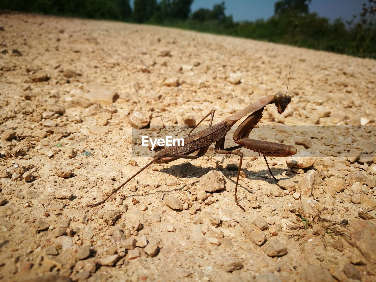 Close-up of insect on footpath