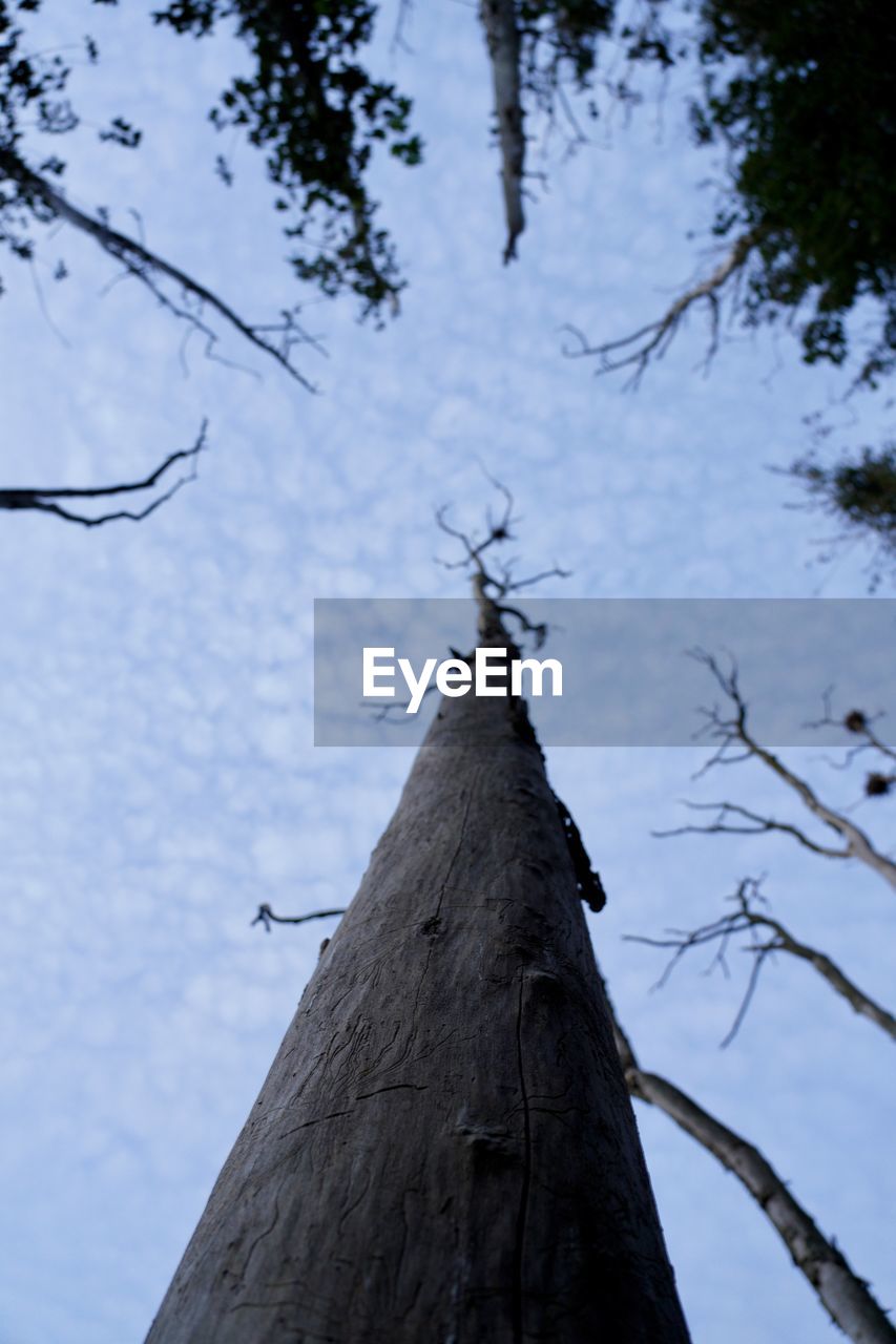 LOW ANGLE VIEW OF BIRD ON TREE TRUNK AGAINST SKY