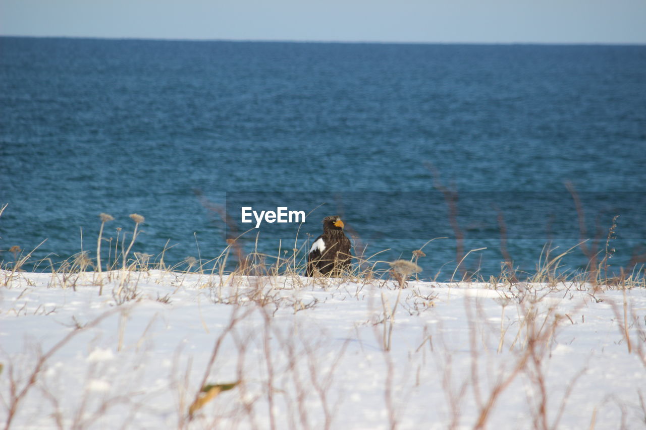 Steller's sea eagle in sea against sky