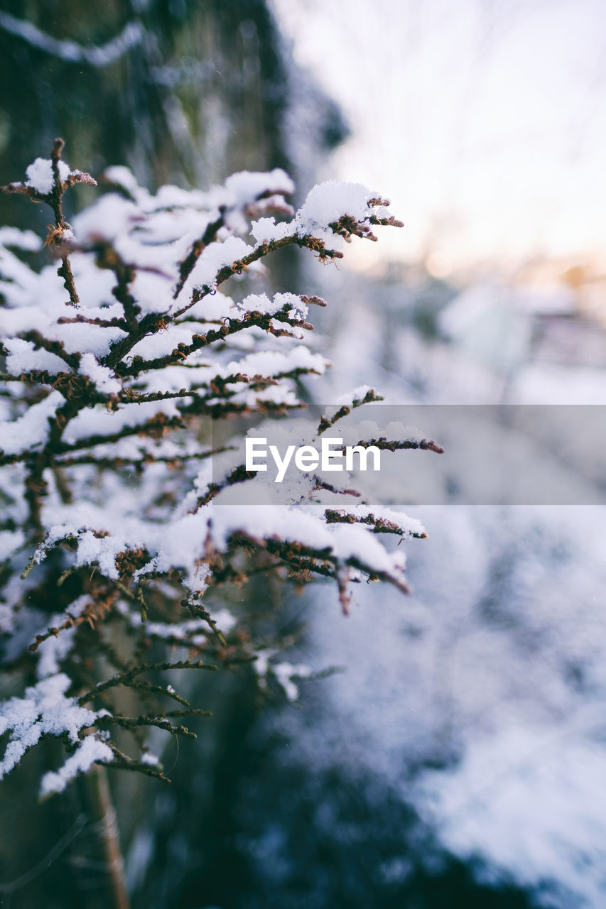 CLOSE-UP OF FROZEN TREE BRANCH DURING WINTER