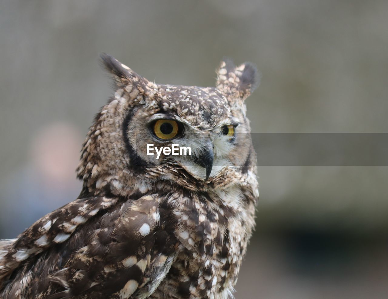 Close-up portrait of owl
