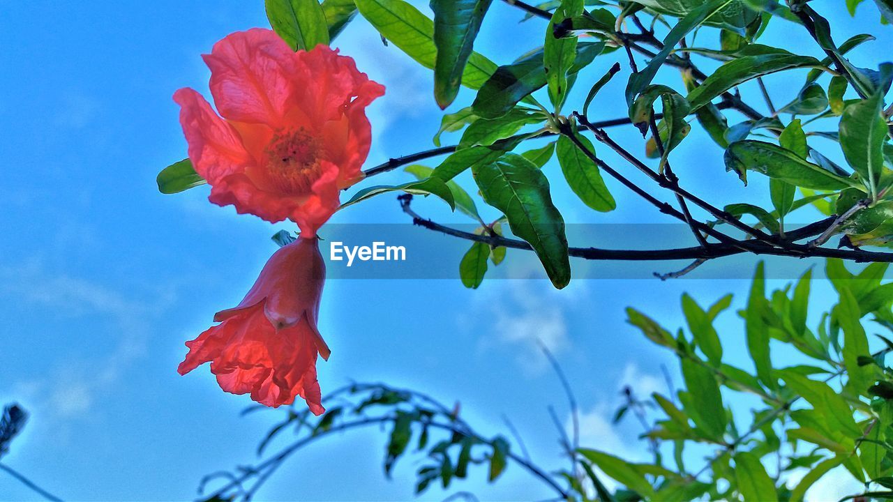 LOW ANGLE VIEW OF RED FLOWER BLOOMING AGAINST SKY
