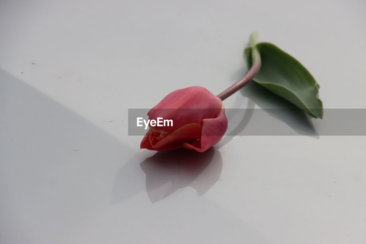 flower, pink, plant, freshness, red, petal, nature, flowering plant, no people, close-up, plant part, beauty in nature, fragility, studio shot, leaf, indoors, macro photography, rose, food and drink, inflorescence, still life, food, flower head, copy space, single object