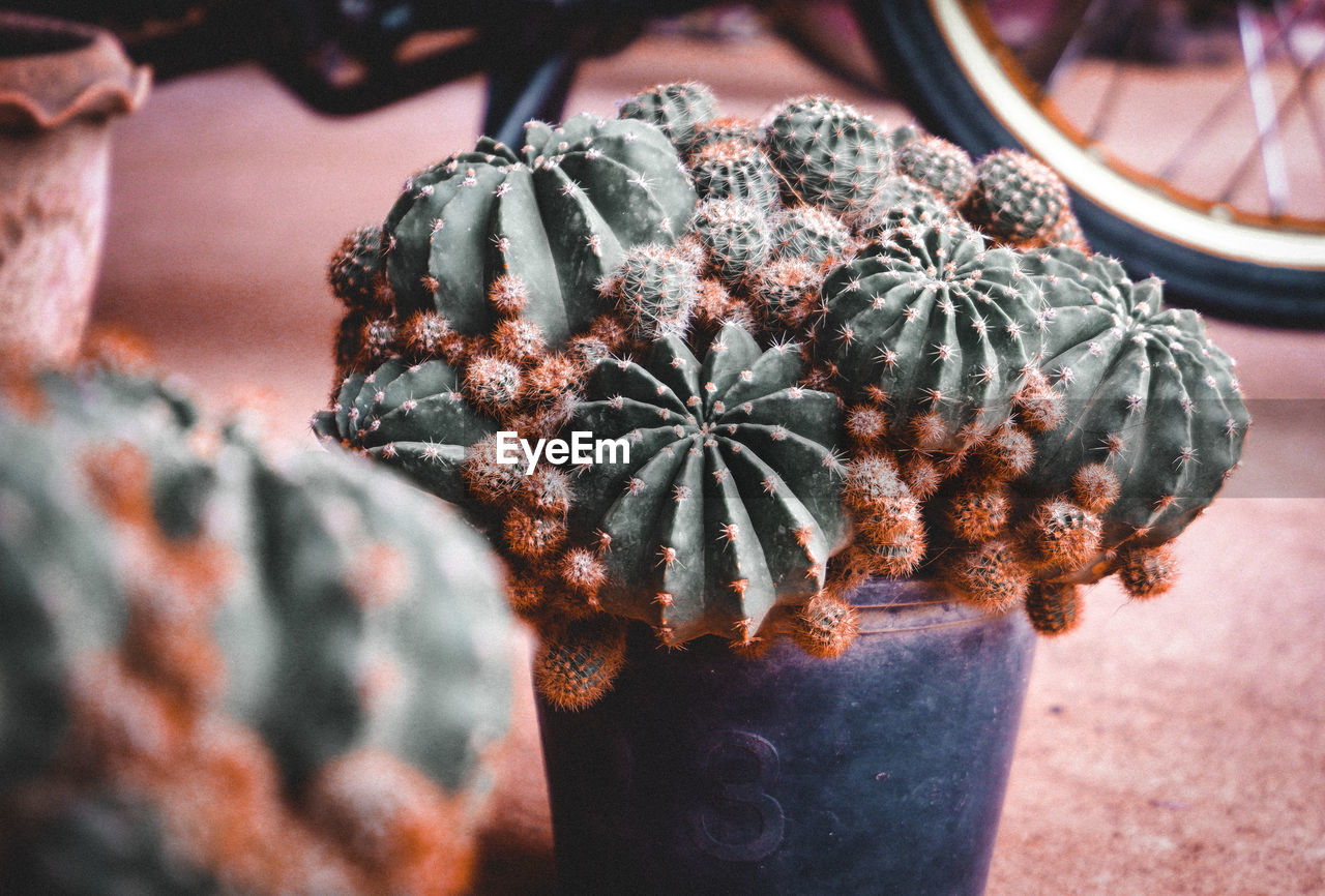 Close-up of cactus plant