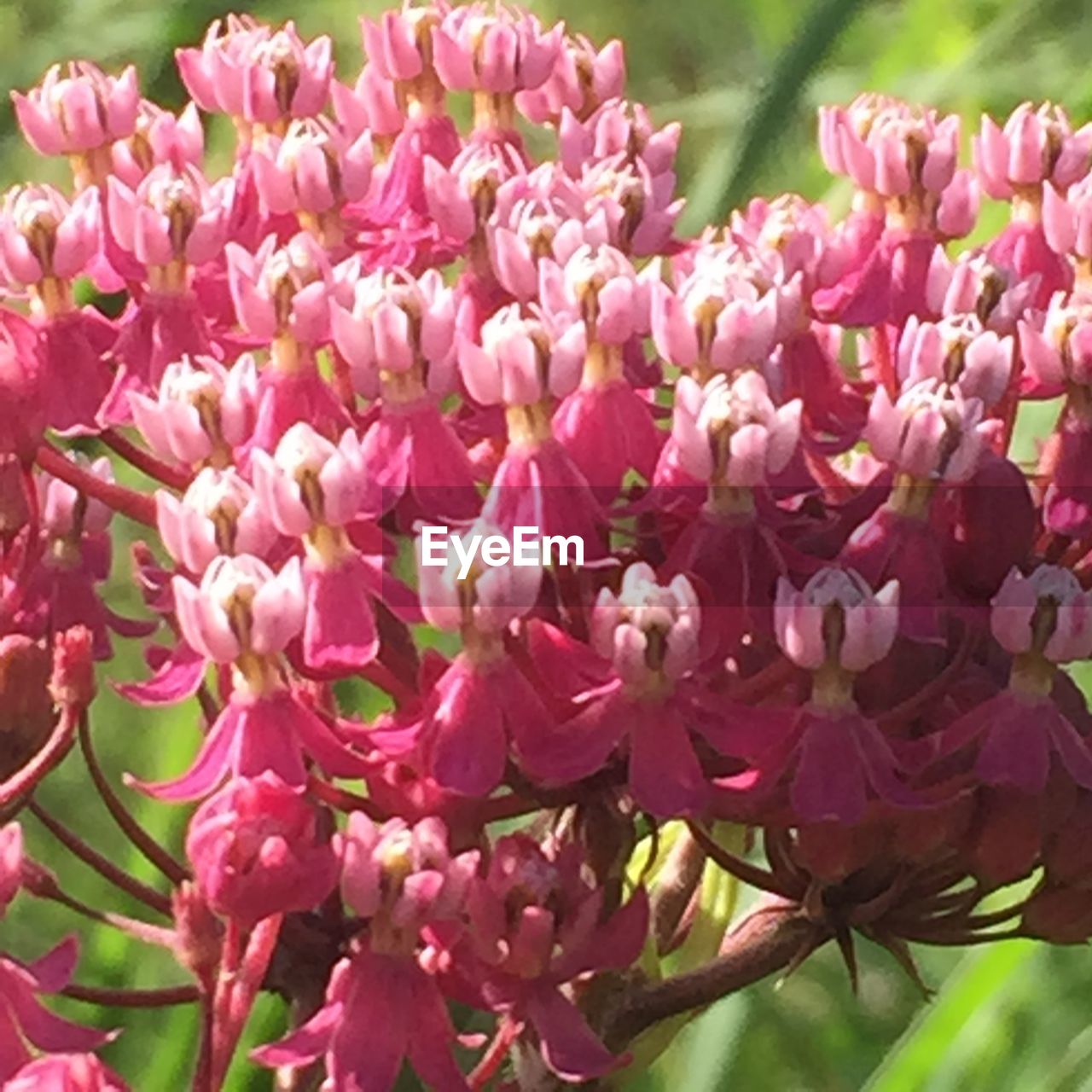 CLOSE-UP OF PINK FLOWERS BLOOMING