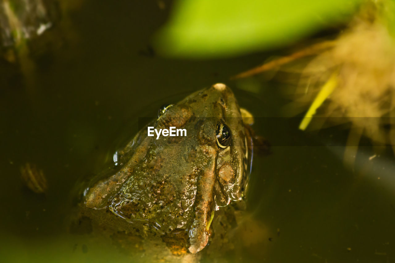 CLOSE-UP OF FROG SWIMMING IN WATER