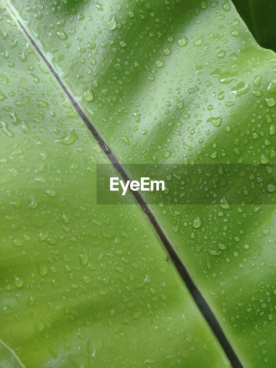CLOSE-UP OF RAINDROPS ON LEAVES