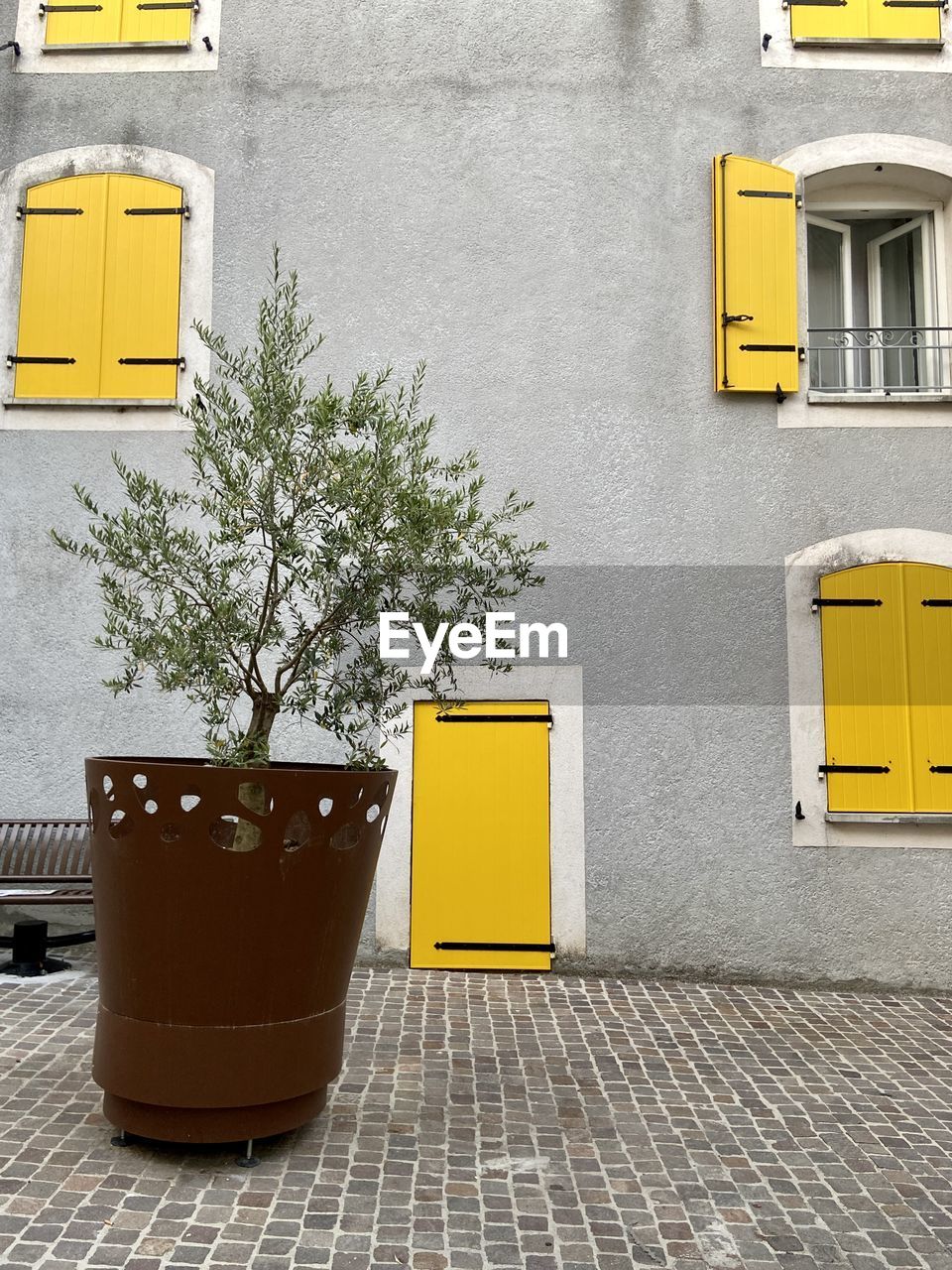 Potted plant against grey wall of the house